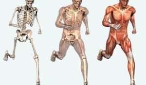 human-skeletal-system-free-picture-720x420