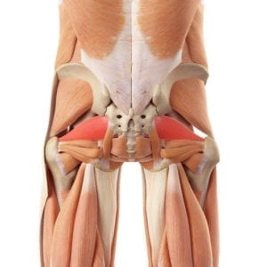 Piriformis